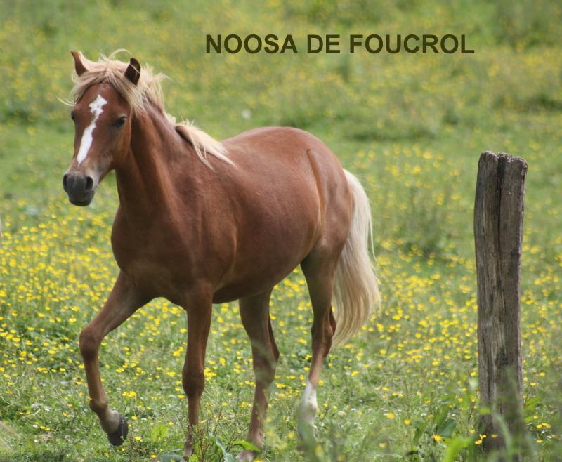 Noosa